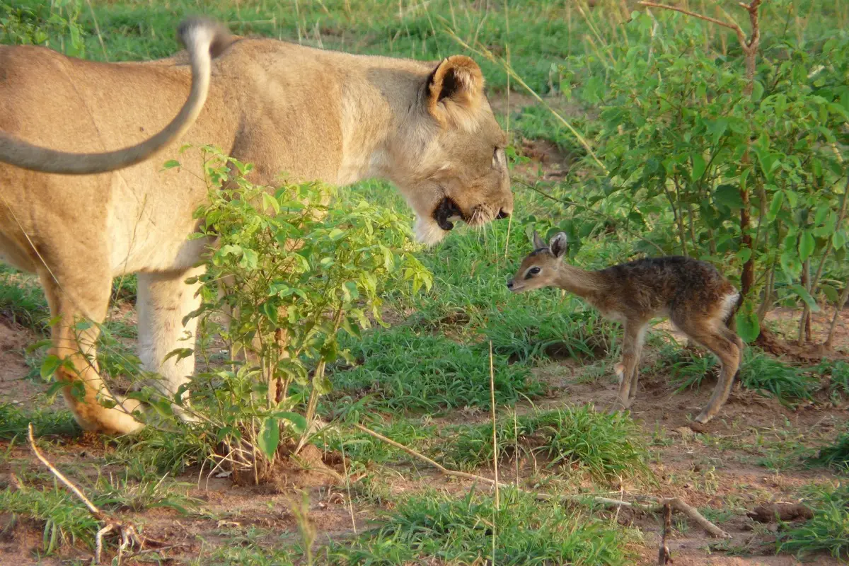 6-Day Big Five Combo, Chimps and Murchison Falls
